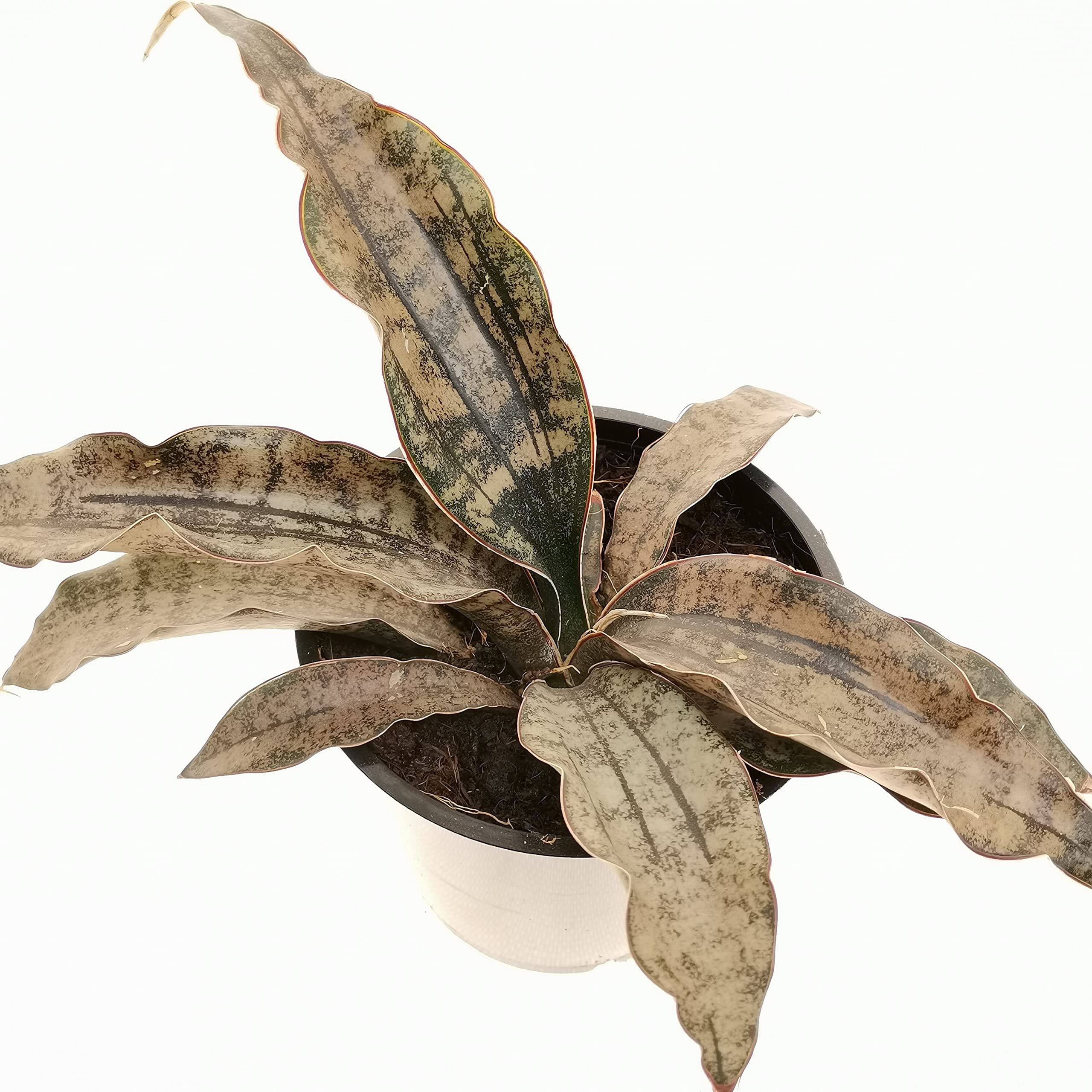 Rare Snake Plant - Sansevieria kirkii pulchra Coppertone - Indoor  houseplant in 9cm : Amazon.co.uk: Garden