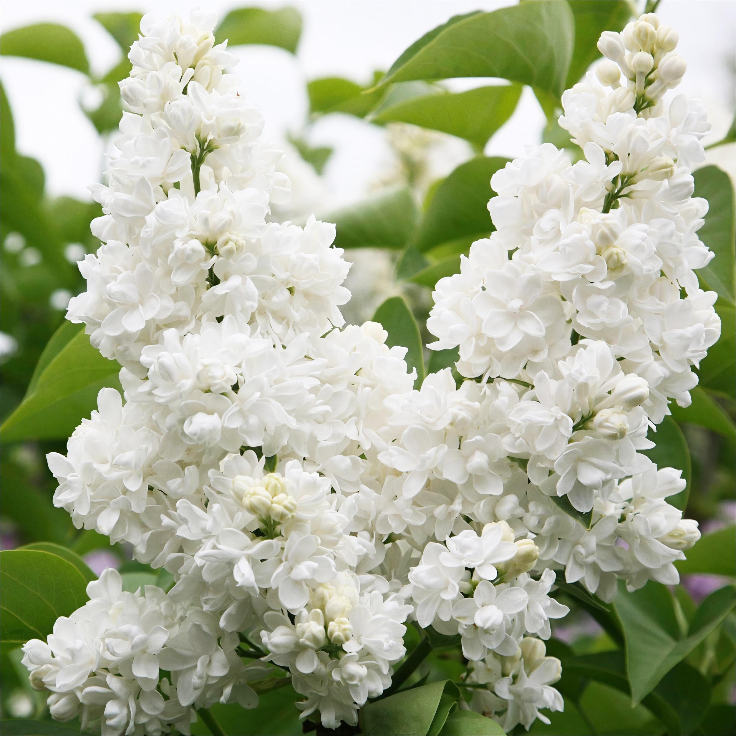 Green boutiQ - Plante de jardin - Syringa vulgaris mme Lemoine - Sering commune - Rustique - Blanc - 1 Plante - Pot 17cm - Hauteur 45cm - 5