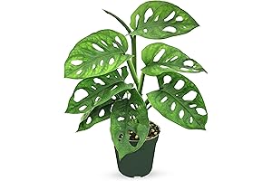 Bumble Plants Half Moon Monstera Plant: Bringing the Tropics into Your Home