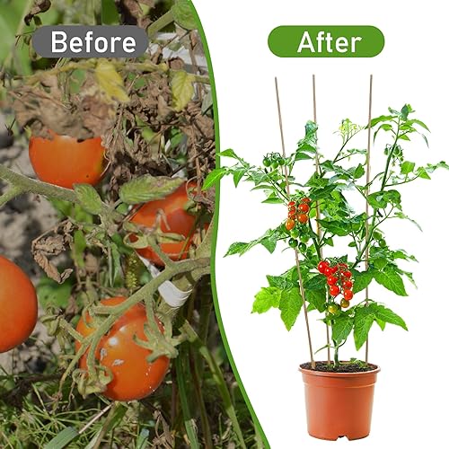 Miniatura 5 de 60 estacas de bambú a granel, estacas naturales para plantas de bambú para jardín, soporta escalada para tomates, frijoles, vegetales y plantas en