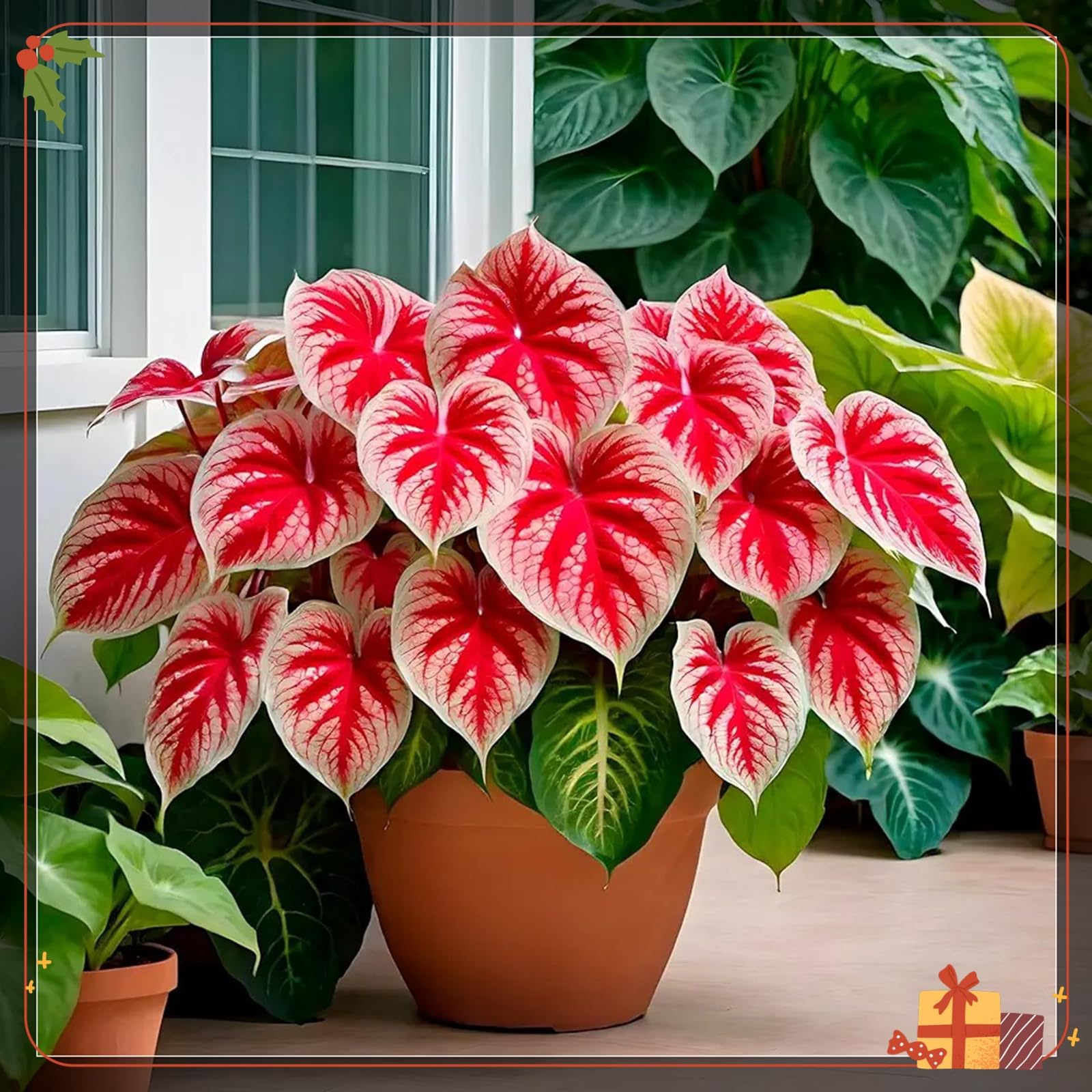 Premium Hostas Seeds - Simple to Grow – Perfect for Gardens, Enchanting Displays Hardy Hostas-1000Count-B