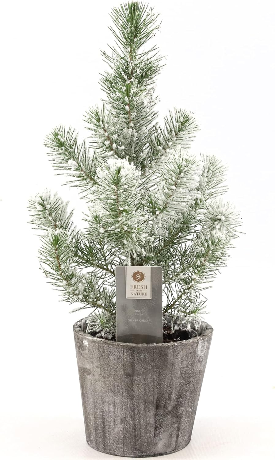 Real Christmas Tree, Living Xmas Tree Pinus Silver Crest Pot Grown