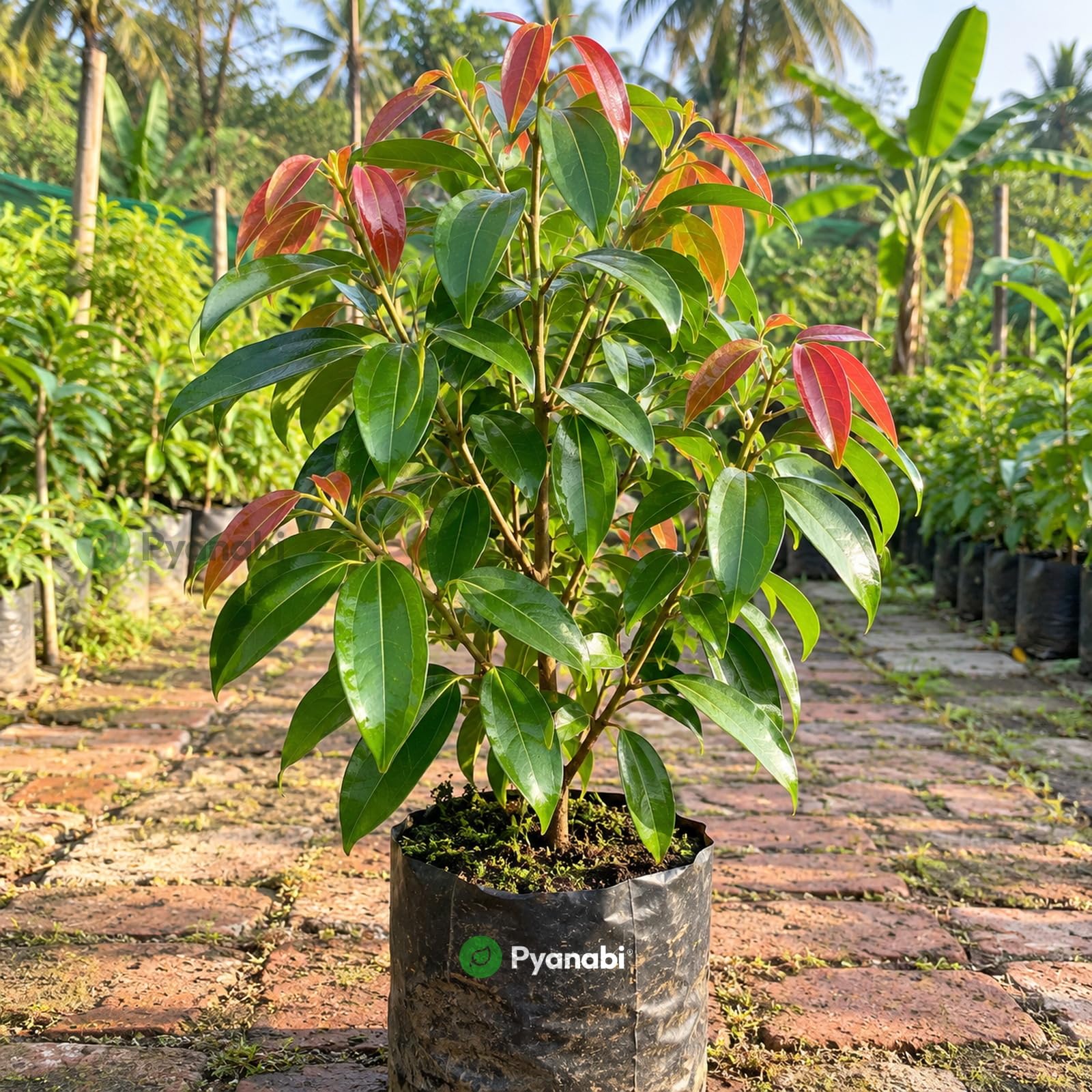 Chakra Phool Plant - Star Anise Spice Tree -23 Chakra Phool Plant - Star Anise Spice Tree -23