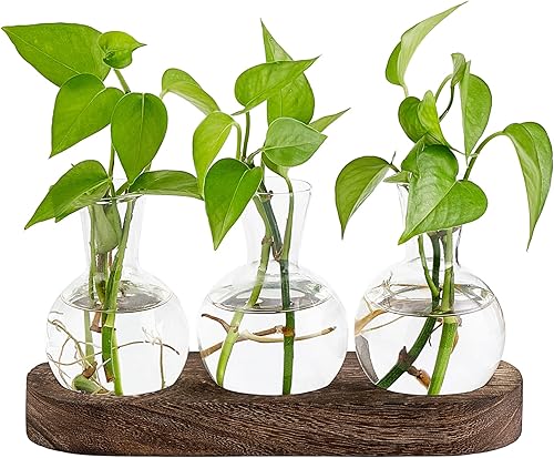 Mkono Estación de florero de vidrio de propagación de plantas de escritorio, terrario retro con bandeja de madera, bulbo para florero, contenedor