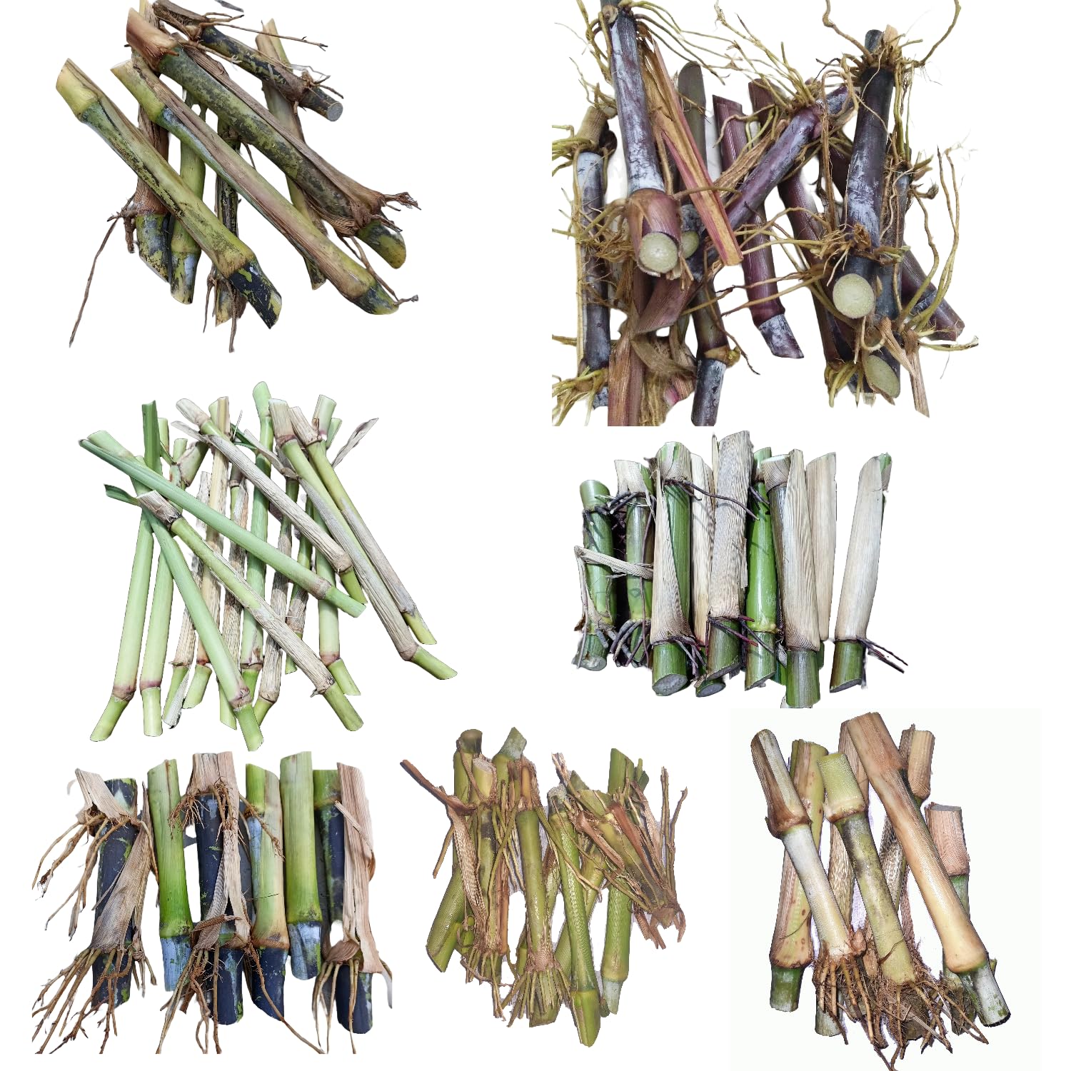Super Napier(30P)|Australian Red Napier(10P)|Bangladesh White German Grass(20P)|Bangladesh Ojana Hybrid Napier(10P)|Jara Napier(10)|co4 Napier (10P)|Dhn-6 Napier(10p) Toal100Piece Multi-Cut Grass (B0CP9VM9T7) Amazon Price History, Amazon Price Tracker