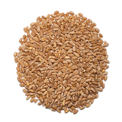 Miniatura 4 de 1000 Springs Mill - Bayas orgánicas de trigo de primavera roja dura  Utilizadas para cereales y ensaladas pan de trigo integral harina fresca