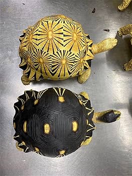 ゾウs・m 亀 HANSA（ぬいぐるみ） BH6461 ゾウガメ HANSA ぞうがめ カメ かめ