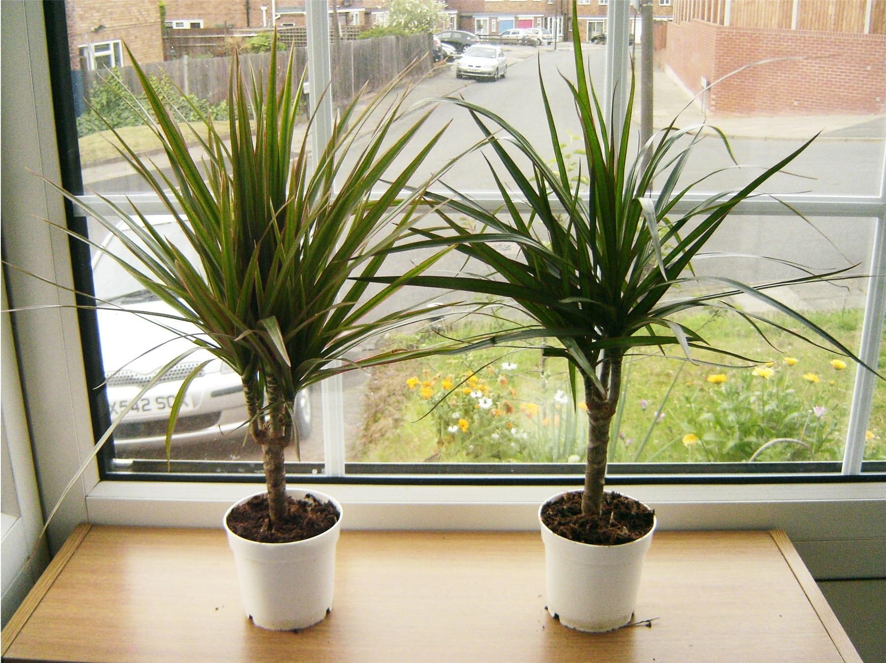 2 EVERGREEN DRAGON PLANT IN 10cm POT 40 - 45cm Tall for Your House / Office