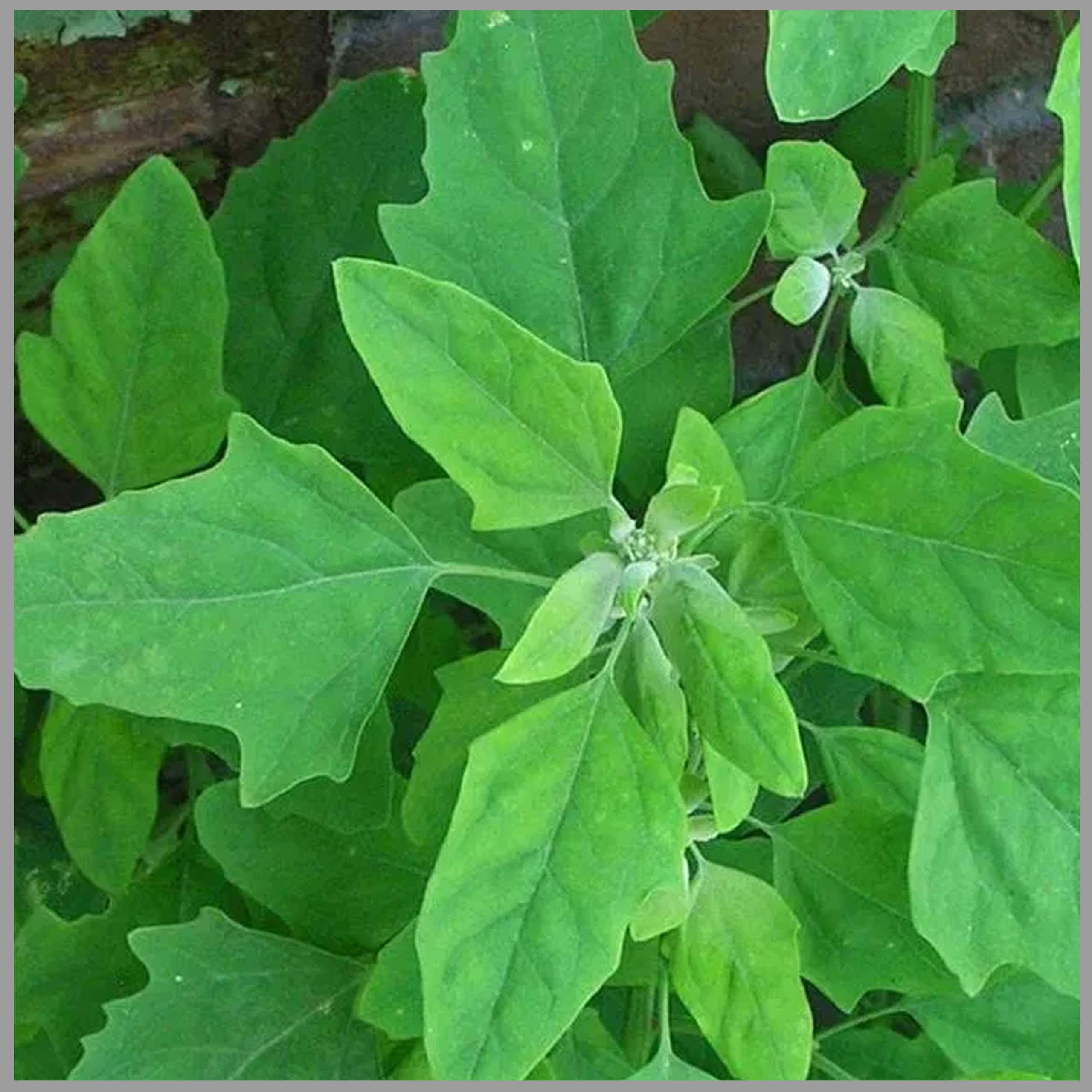 chakravarthy keerai Seeds (Chenopodium album) (Pack of 250 Seeds)- GardenHunt