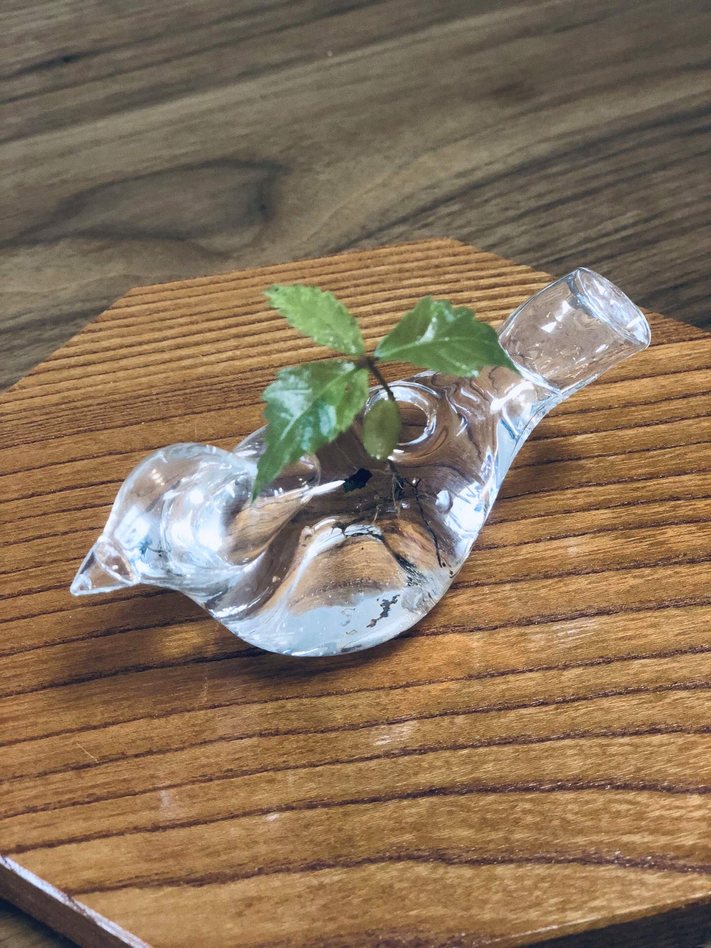 Amazon.co.jp: ケヤキ寄せ植え盆栽 : DIY・工具・ガーデン