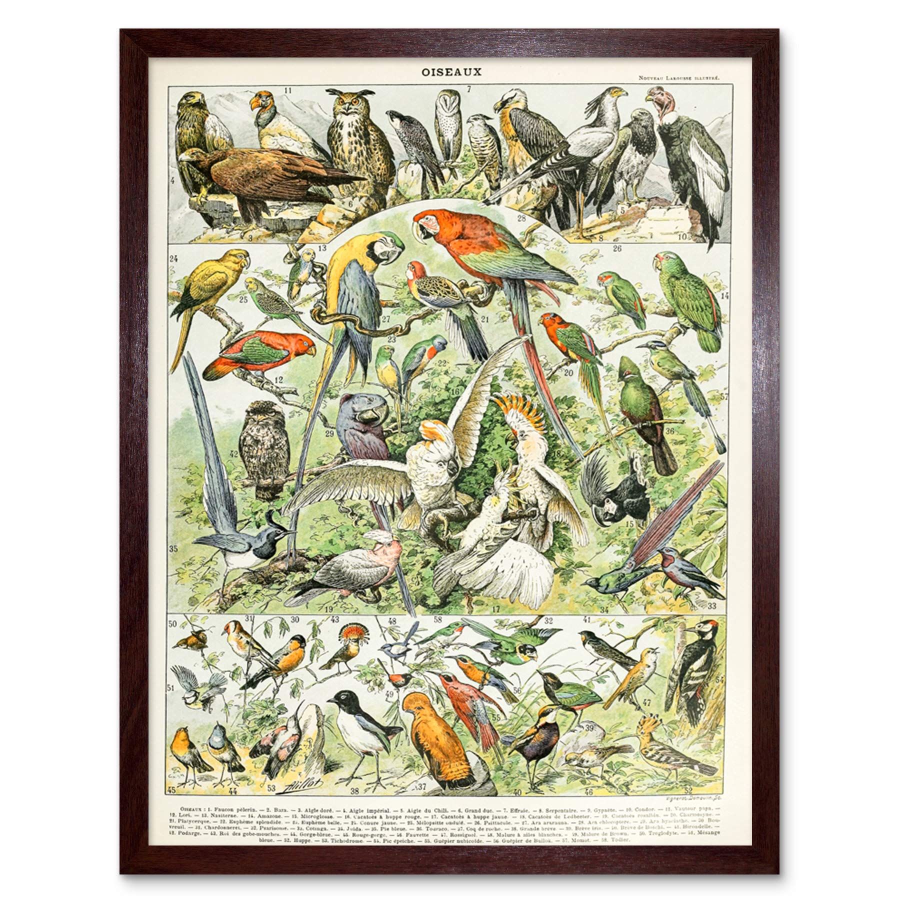 Artery8 Millot Encyclopedia Page Molluscs Shells Art Print Framed Poster Wall Decor 12x16 inch — view 141