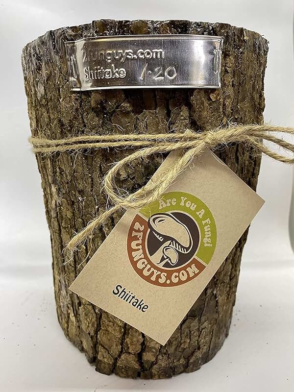 shiitake mushroom log kit