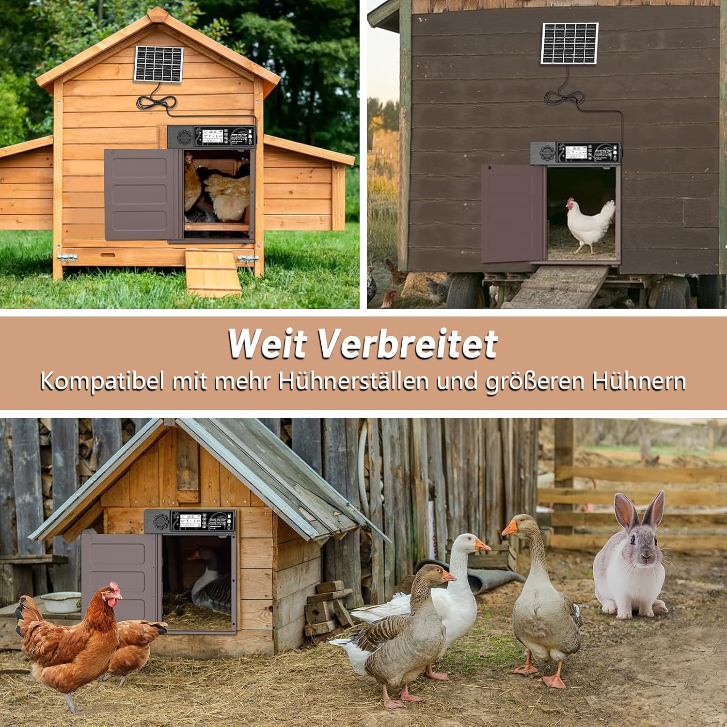 Image showing the MASTERFUN Automatic Chicken Coop Door unit being splashed with water, indicating its rain resistance. Below, two images show the door operating in extreme heat (sunny weather) and extreme cold (snowy weather), demonstrating its all-weather capability.