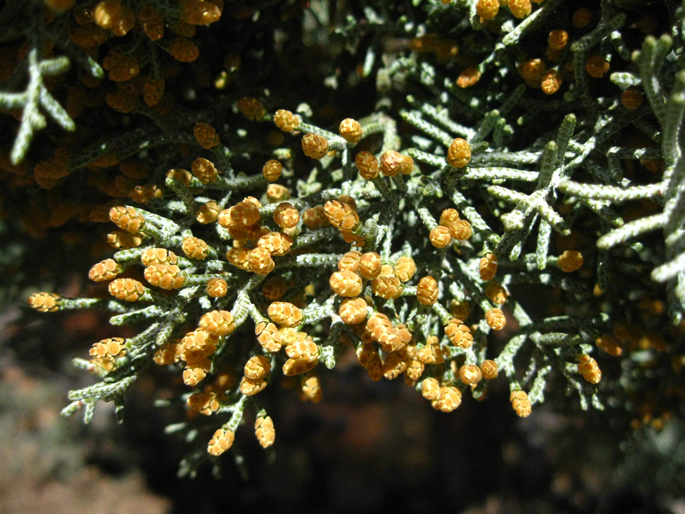 Amazon.co.jp: アリゾナイトスギ＜糸杉＞ 種子50粒 Arizona cypress 50