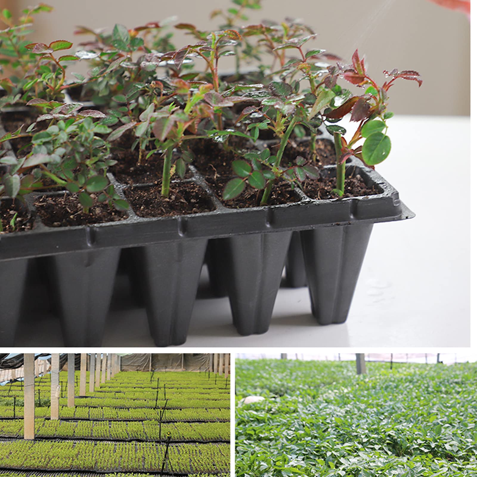 Plateau semis, 50 Cellules bac a semis Potager Plateau de Germination de Graines, Mini Serre pour Semis pour Jardin Balcon Légume Croissance Semence