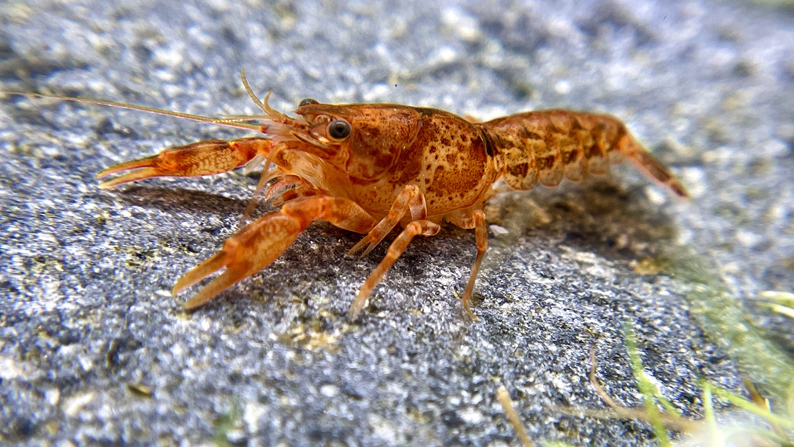 CPO (Cambarellus Patzcuarensis Var. "Orange") Im Aquarium Pflegen