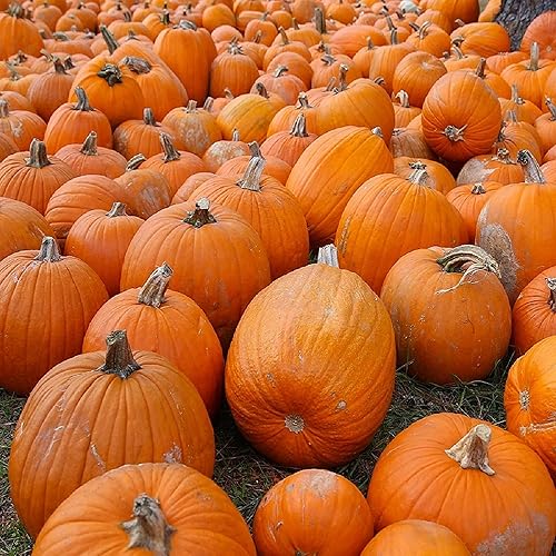 Semillas pequeñas de calabaza de azúcar para plantar, paquete de reliquia sin OMG con instrucciones para plantar un huerto casero, gran regalo de