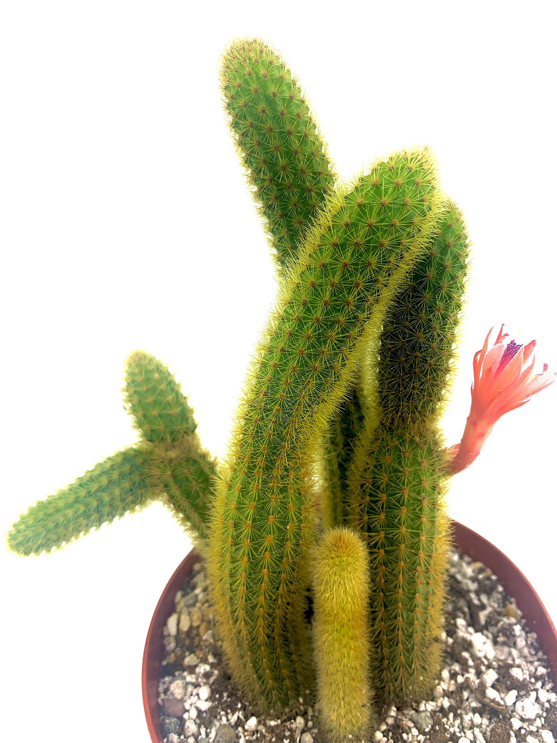 5 Best Cactus For Garden | Find the Best Cactus For Garden Spaces