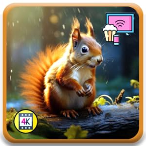 Whisker Watch TV – Vögel & Eichhörnchen in 4K mit Wetter & Uhr für Fire TV