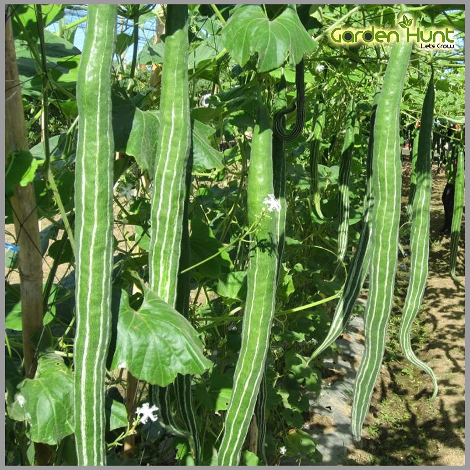 Gromax India Gromax Chachinda Vegetable Seeds Snake Gourd Seeds Plant For Home Garden Pack Of 50 Seeds