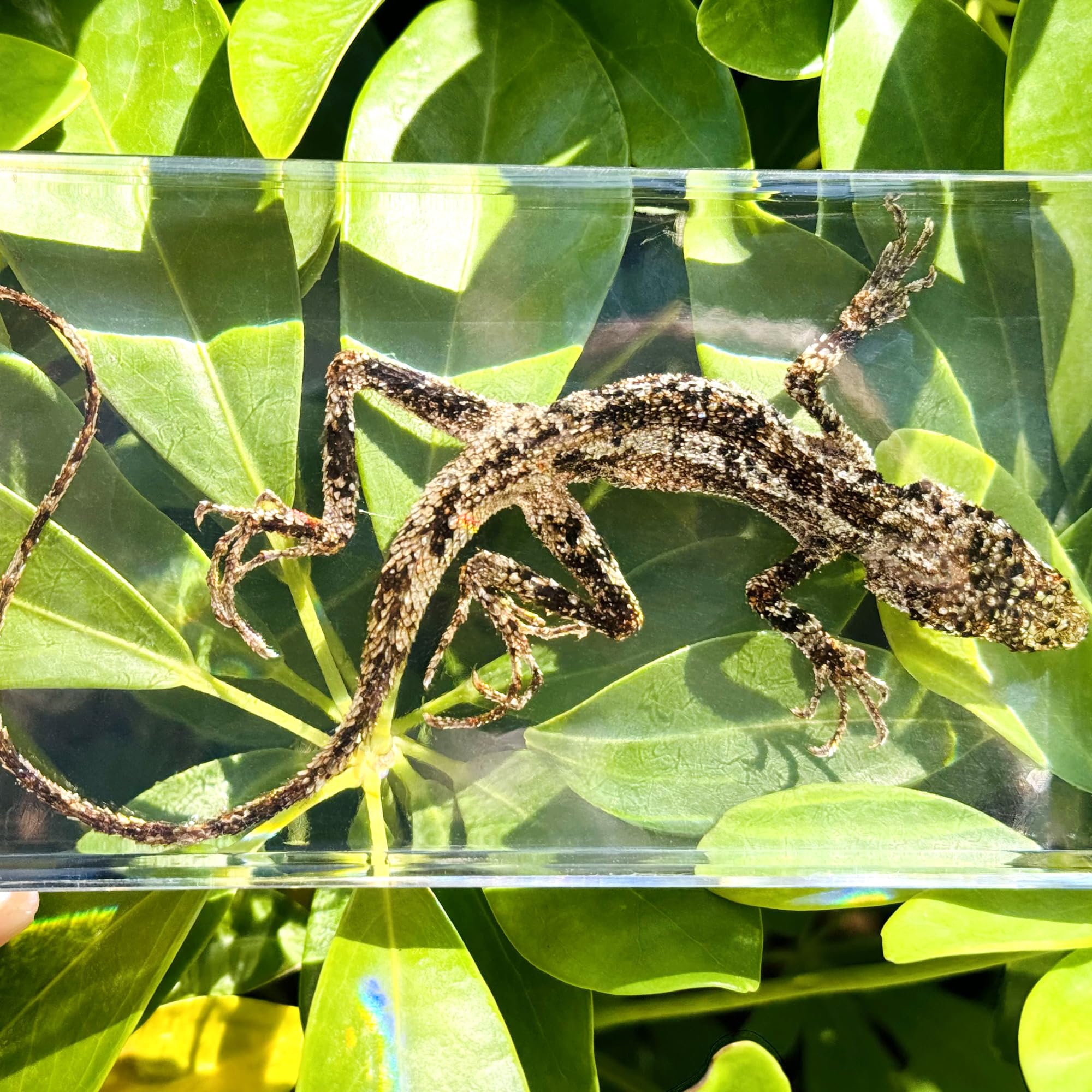 Western Eagle Workshop Real Lizard specimens, Animal specimens Made of Resin, Used for Science Classroom Science Education, are Great Gifts for Animal specimens, Weird, Biology Enthusiasts