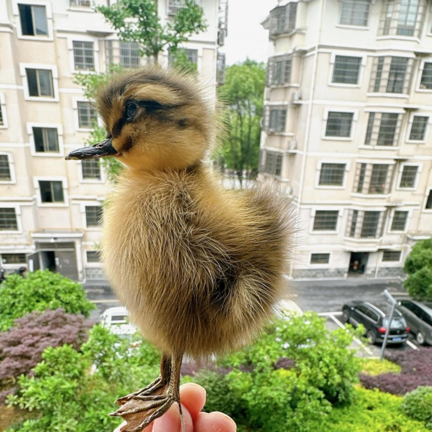 Taxidermy Stuffed Eurasian Chicken/Duck Specimen Teaching/Decoration…