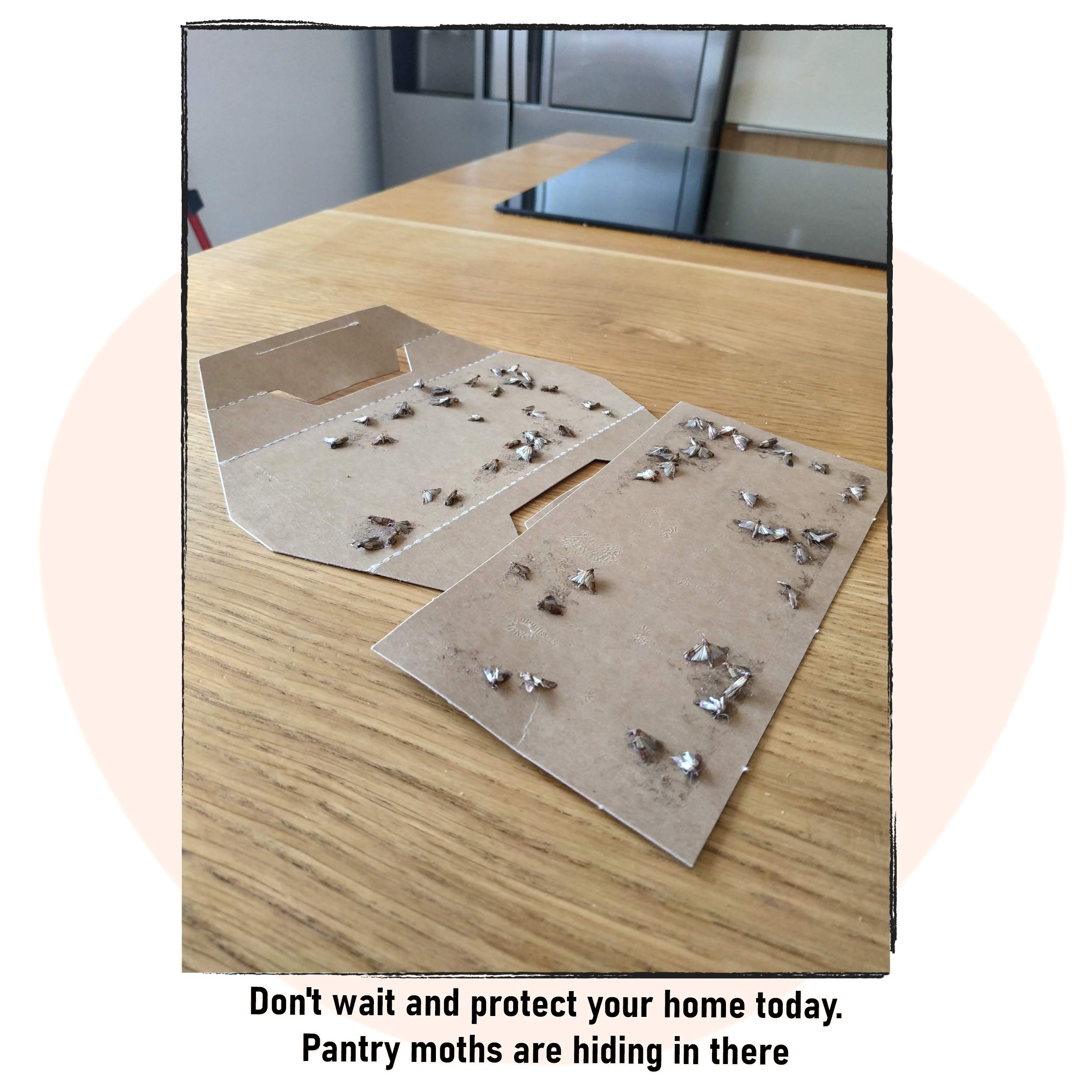 Pestmatic Smart Moth Trap x8, Pantry Moth Killer for Kitchen, Pheromone