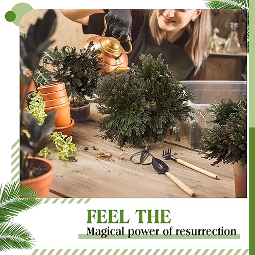 Miniatura 6 de Nuanchu Paquete de 12 plantas de resurrección de Jericó secas Jericó, hierba de resurrección de selaginella, planta de oración de helecho natural