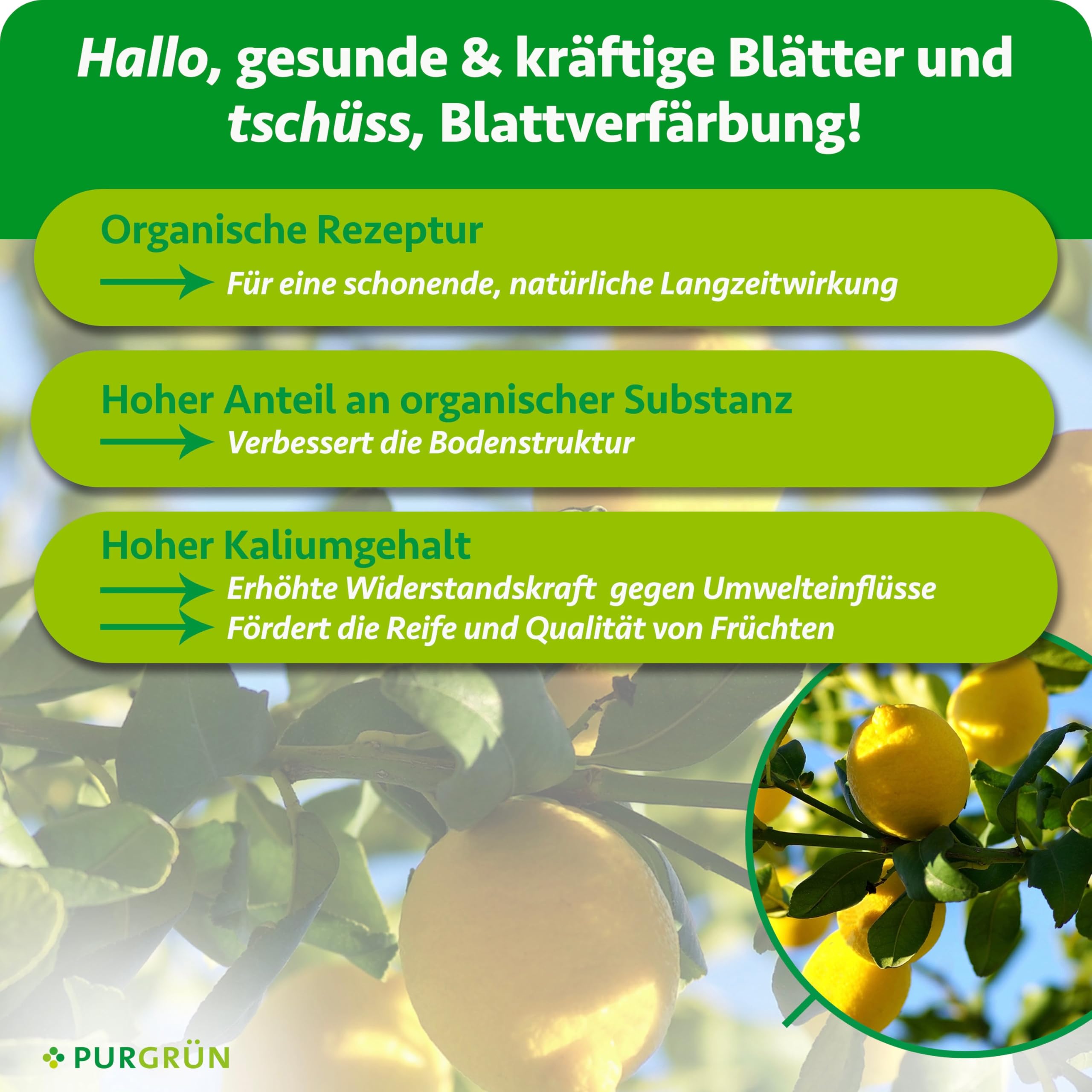 rhododendron mit kaffeesatz dngen Rhododendron Dnger flssig 5 L
