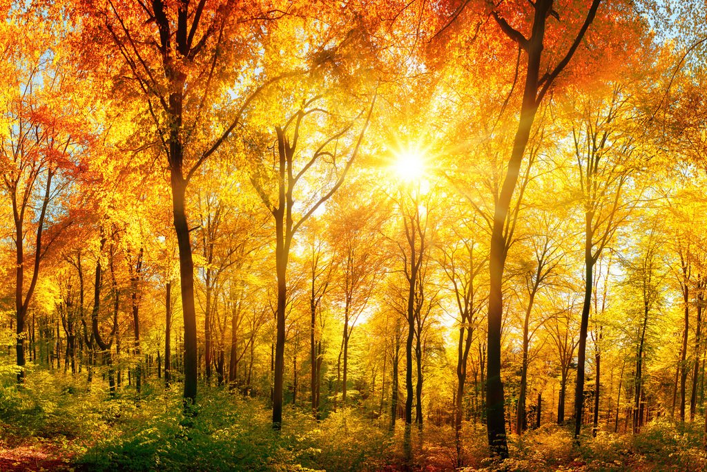 Amazon.com: Sunlight Through Lush Foliage of Autumn Photo