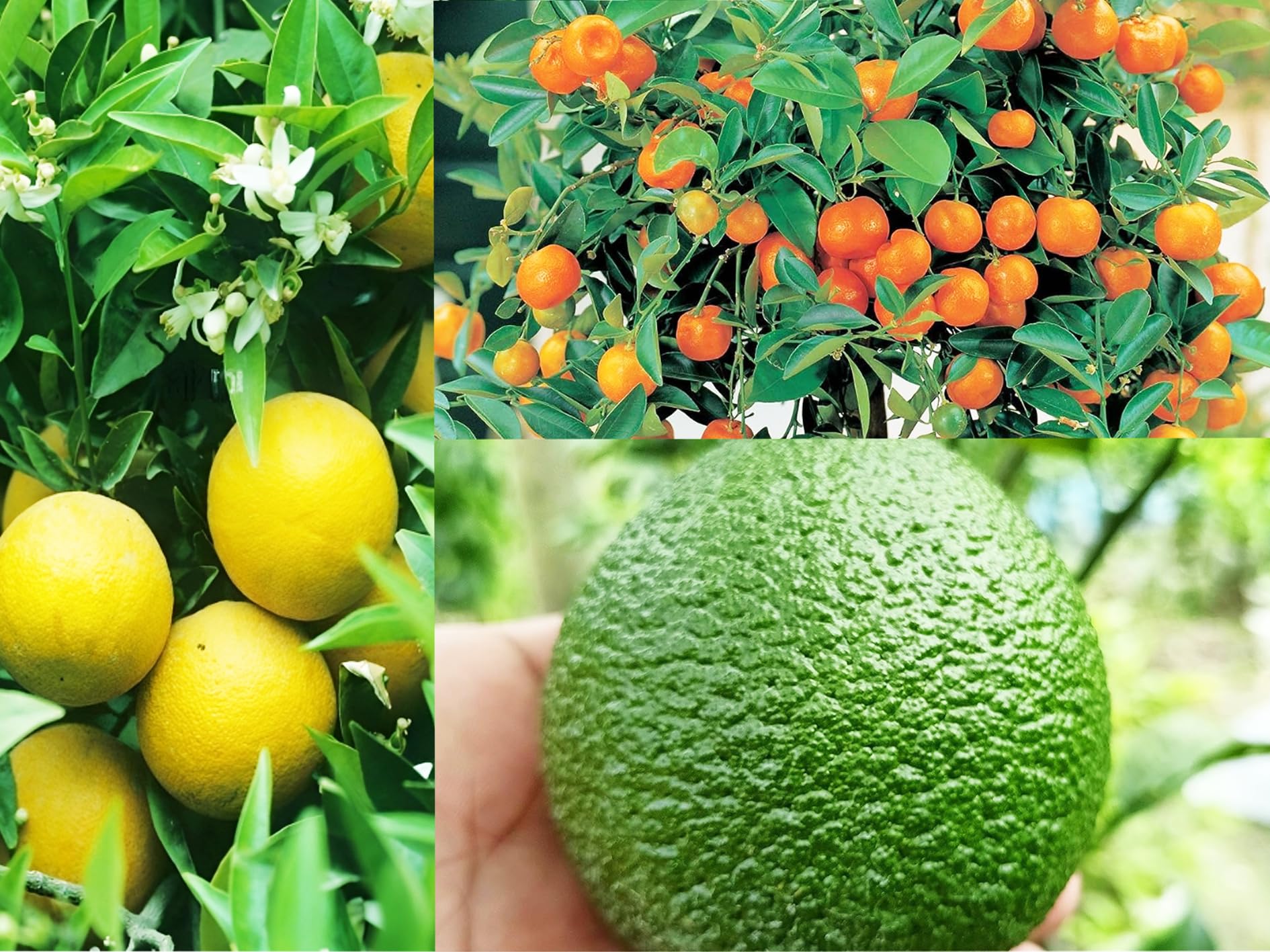 See full amazon price history chart for Pyanabi Combo 2 Vietnam Malta All Time Plant Musambi Lemon Tree + Dwarf Darjeeling Orange Plant Grafted (Tree Height 1.5-3 Feet) Sweet Malta Lemon Or Also Known As Paisa Malta- Healthy Plant Pack Of 2 Pyanabi Combo 2 Vietnam Malta All Time Plant Musambi Lemon Tree + Dwarf Darjeeling Orange Plant Grafted (Tree Height 1.5-3 Feet) Sweet Malta Lemon Or Also Known As Paisa Malta- Healthy Plant Pack Of 2 (B0CG6PXM4C) Amazon Price History, Amazon Price Tracker