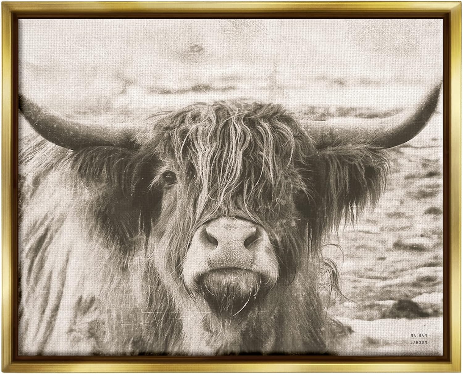 Stupell Industries Highland Cattle Cow Gazing Photography Floating Framed Wall Art, Design by Nathan Larson