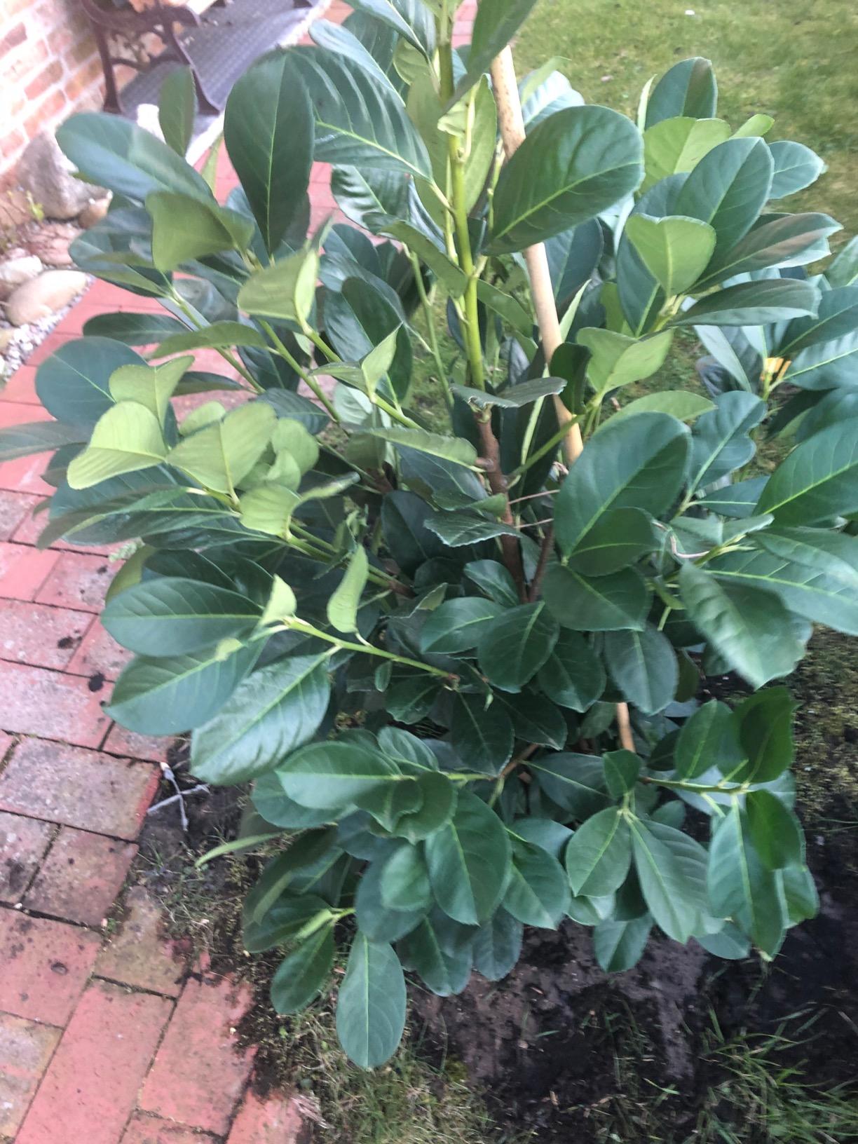 Kirschlorbeer Genolia -R- 150-175cm - Immergrüne Heckenpflanze Frosthart Im 15L Container