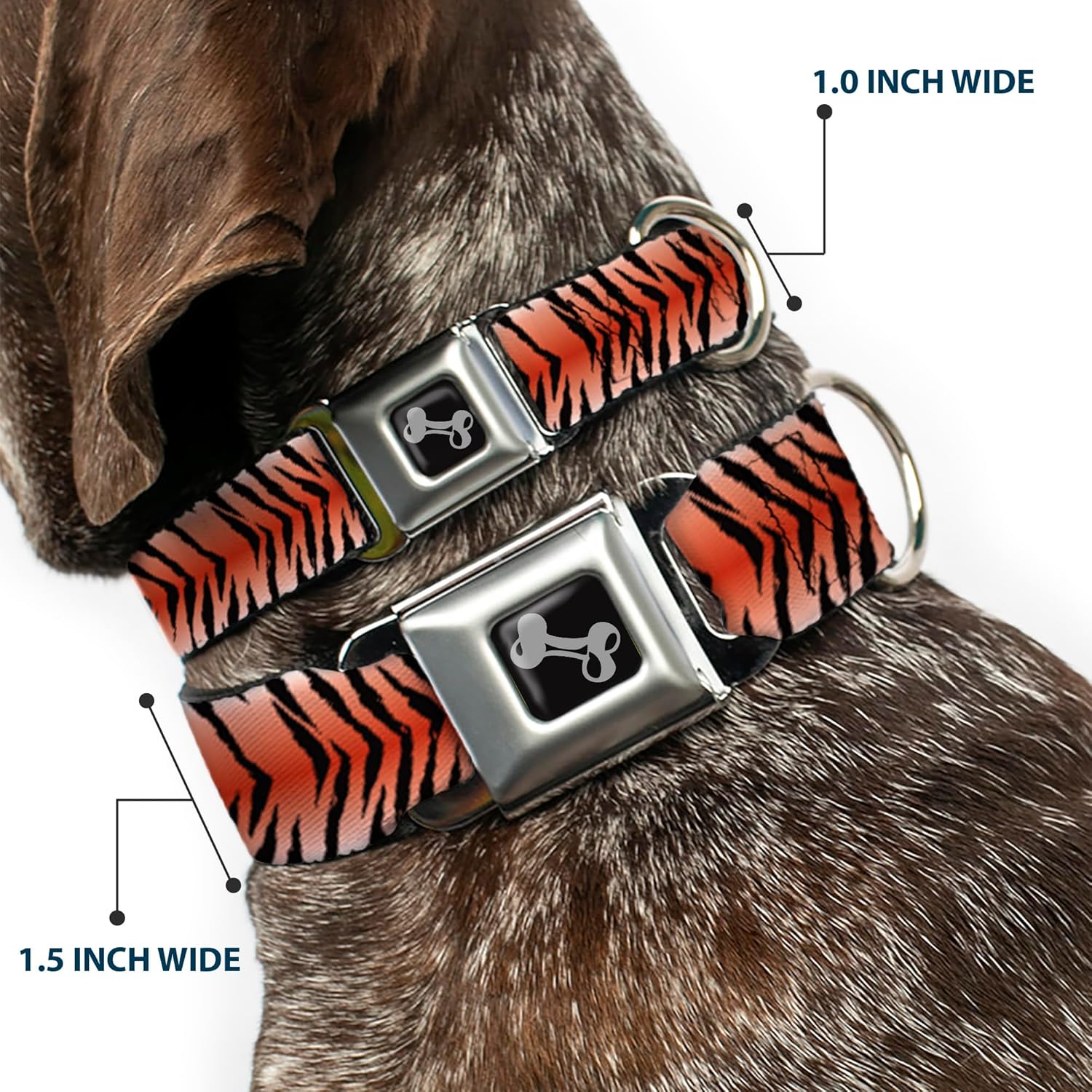 Buckle-Down Dog Collar Seatbelt Buckle Tiger, Multicolor, 1" Wide - Fits 15-26" Neck - Large (DC-W32027-L)