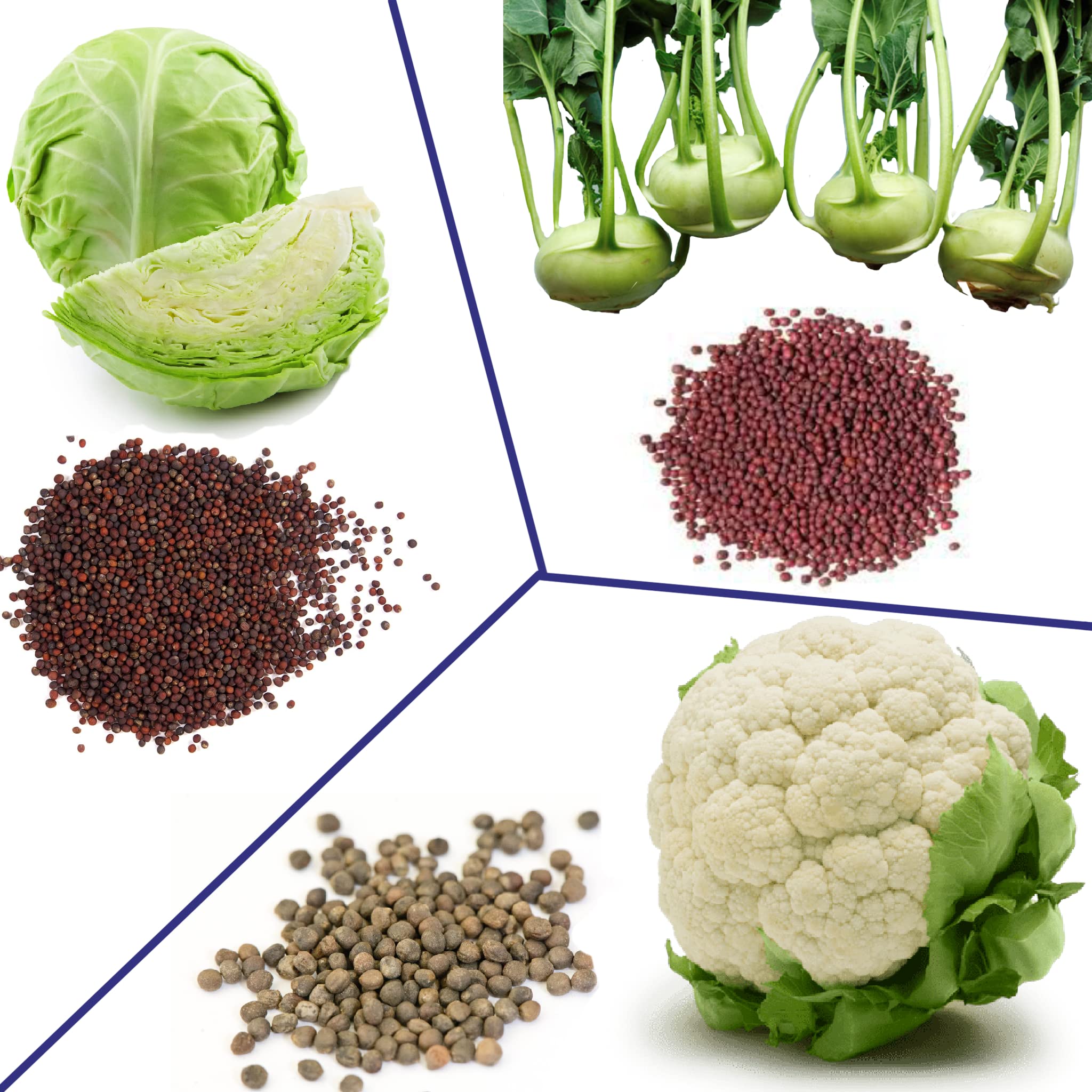 Shiviproducts High Germination Seeds for Cauliflower, Cabbage and Turnips | Kitchen Gardening | Fresh Vegetables at Home (10+10+10) (B09KZG4XBJ) Amazon Price History, Amazon Price Tracker
