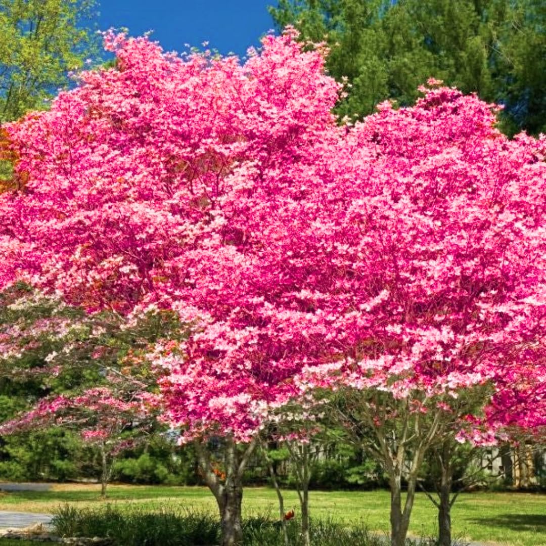 Pink Dogwood Trees Live Plants in Quart Pot, 10-16 Inc Tall, Dormant in Winter, Bushes for Planting Outside, Flower Shrubs
