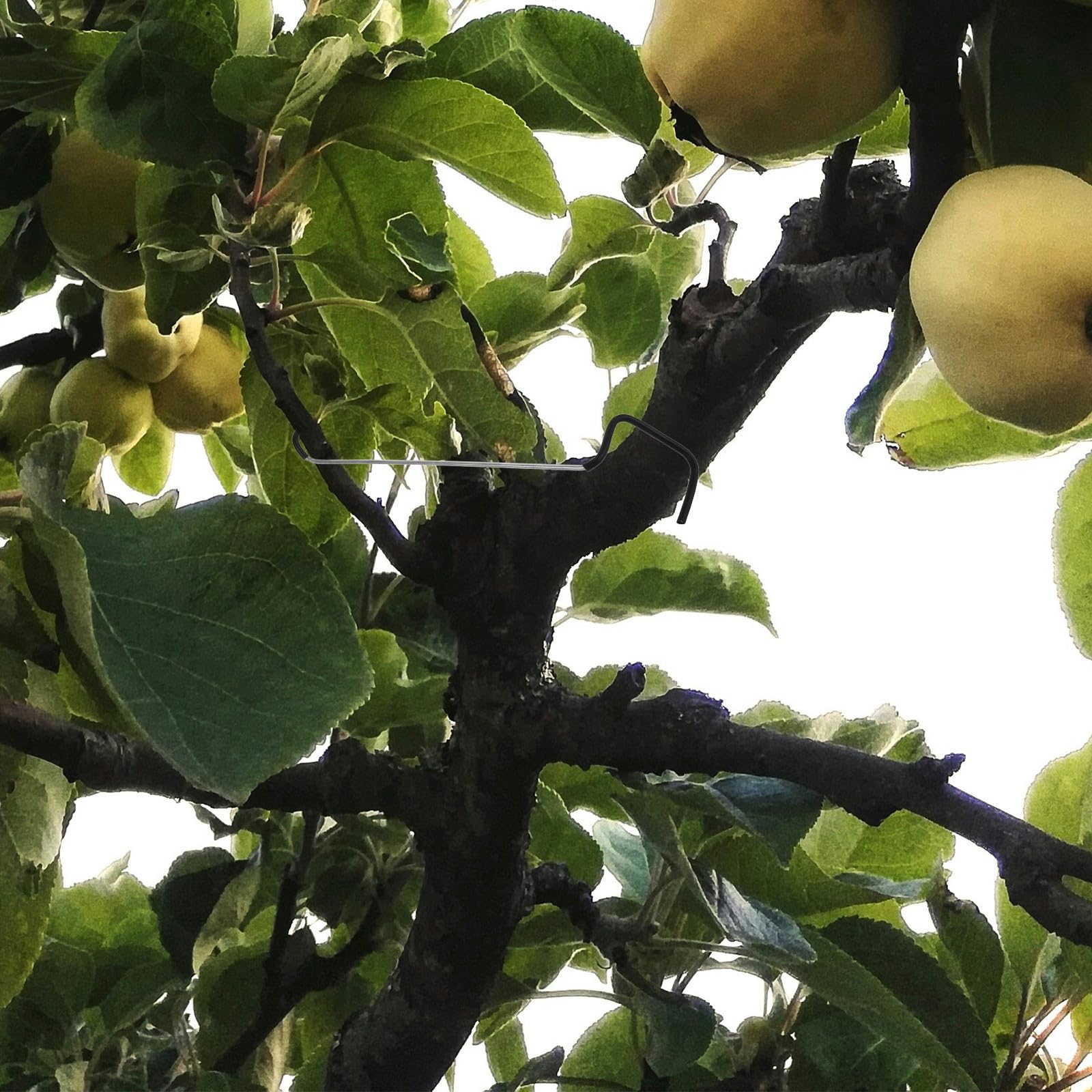 Kisangel 10 Stück Verstellbare Pflanzenstütze aus Edelstahl und Gummi Praktische Astspreizer für Obstbäume Einfache Montage für Garten und Obstbau