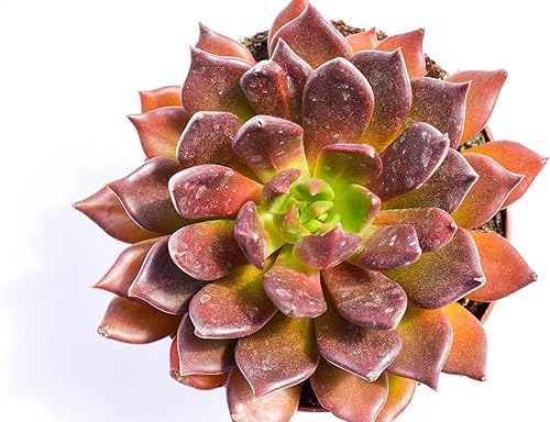 Miniatura 3 de Planta suculenta Echeveria viva - Suculenta Echeveria de 4 pulgadas con raíces completas (Echeveria Echoc)