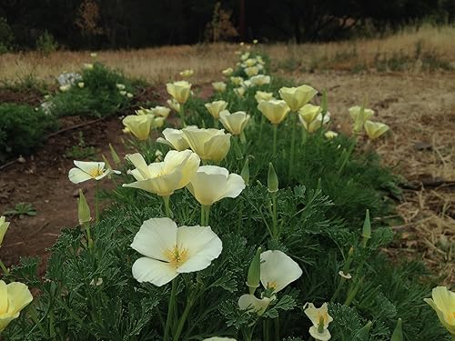 Miniatura 8 de Plant Good Seed White Linen - Semillas de amapola de California para plantar flores silvestres nativas, flores de color crema, paquete de 200