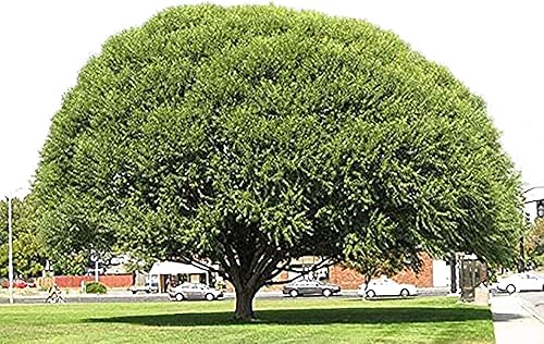 4 árboles de sauce globo - Árbol de sombra o privacidad - Crecimiento rápido #BC2