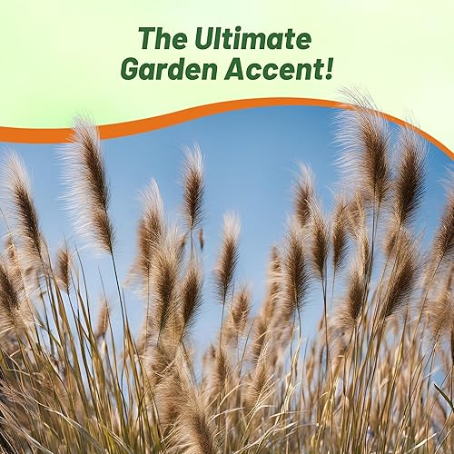 Miniatura 6 de Outsidepride - 200 semillas de la hierba ornamental perenne Pennisetum viridescens (mijo perla Fountain Grass) para sembrar