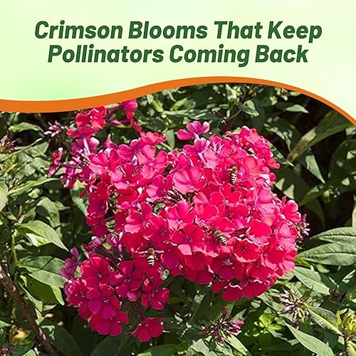 Miniatura 6 de Outsidepride Crimson Phlox Seeds - 1000 semillas de flores anuales, compactas y autosembradas para plantar flores carmesí vibrantes en jardines