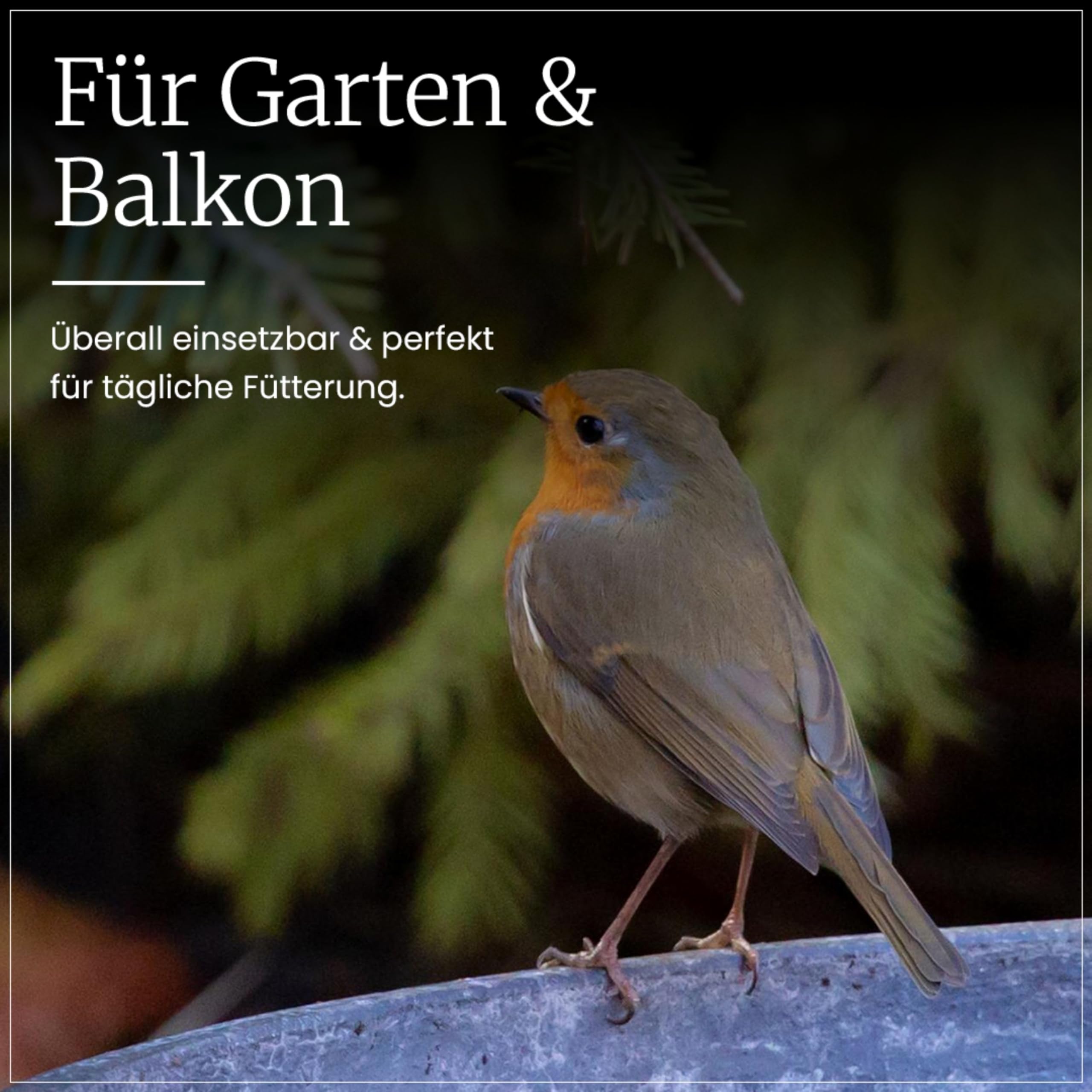 Erdtmanns Wildvogelfutter Starterpaket (1 x 2.15 kg) – mit Futterspender & Buch von Peter Berthold – inkl. Poster & Füttertipps für Sommer & Winter – Vogelfutter – Geschenkset für Naturfreunde