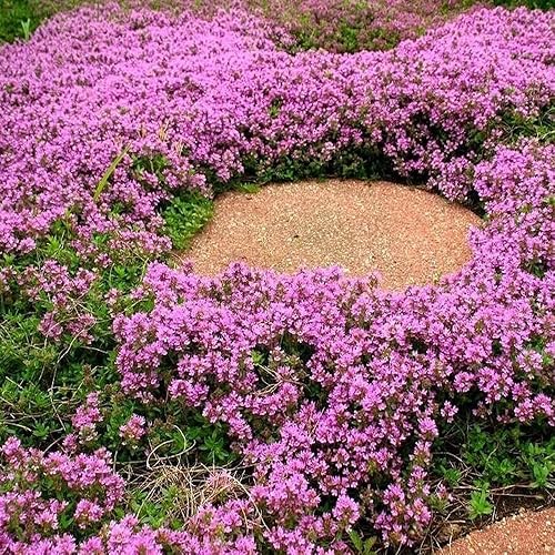 KVITER 1000 Seeds Purple Creeping Thyme Flower - Semillas orgánicas frescas de flores moradas para plantar, semillas vivas para el hogar y el jardín