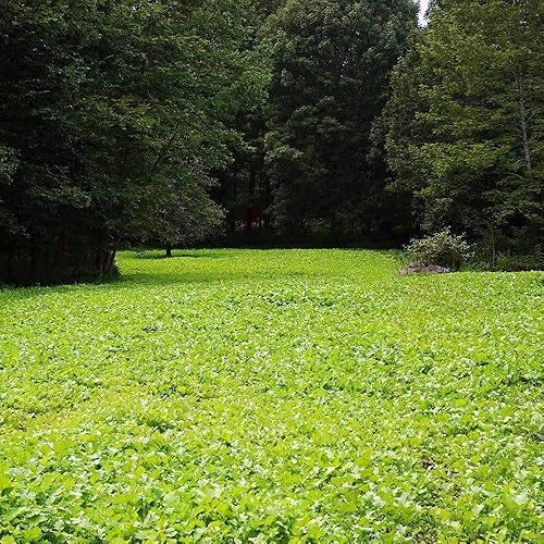 Miniatura 2 de Hancock Seed Co. Semillas de nabo blanco con parte superior morada, 25 libras.