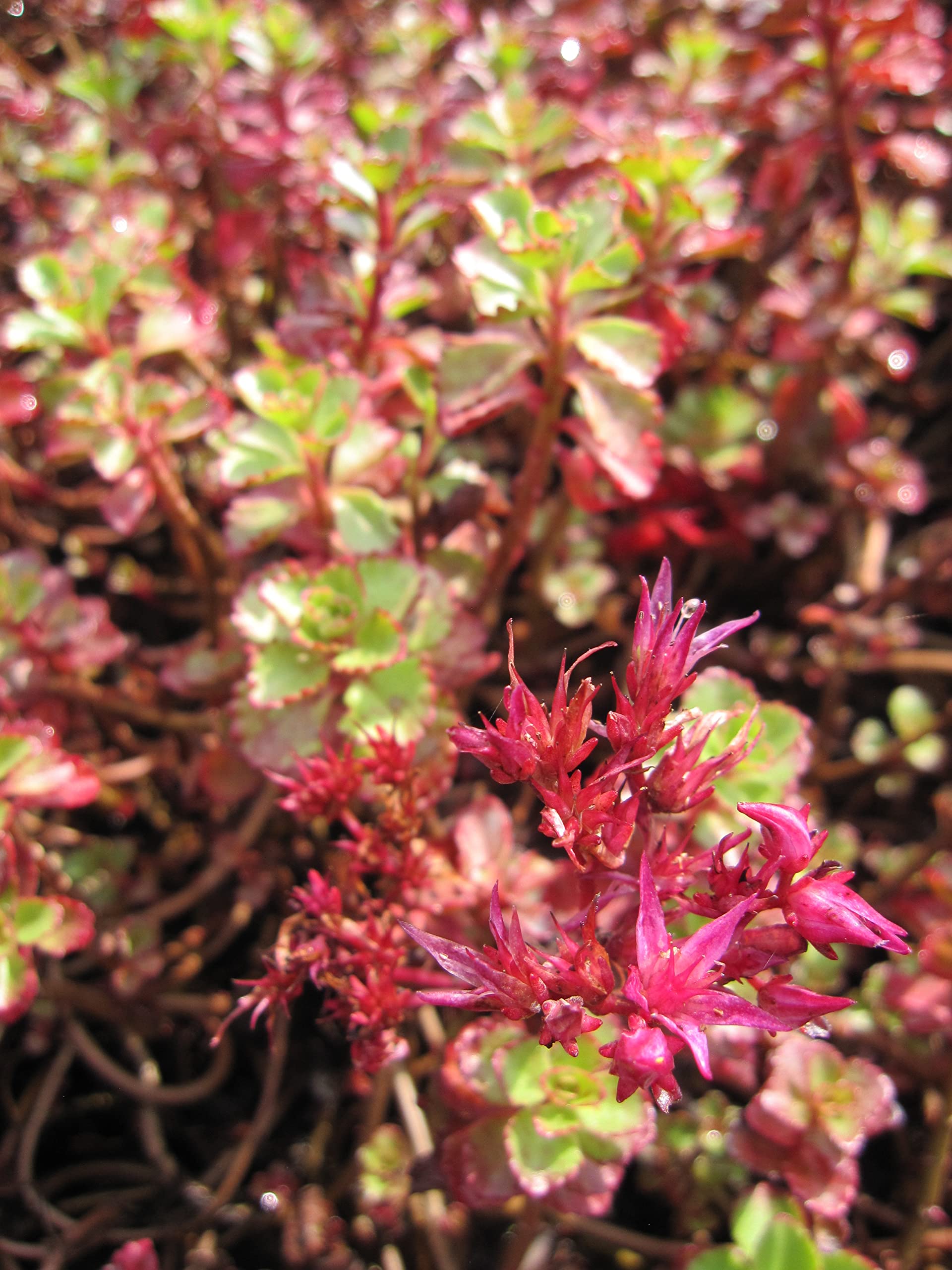 Teppich-Pfeffer Purpurteppich - Fettblatt - Sedum spurium Verpackungseinheit 20