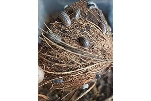 Springtail and Roly-Poly Culture Combo Pack