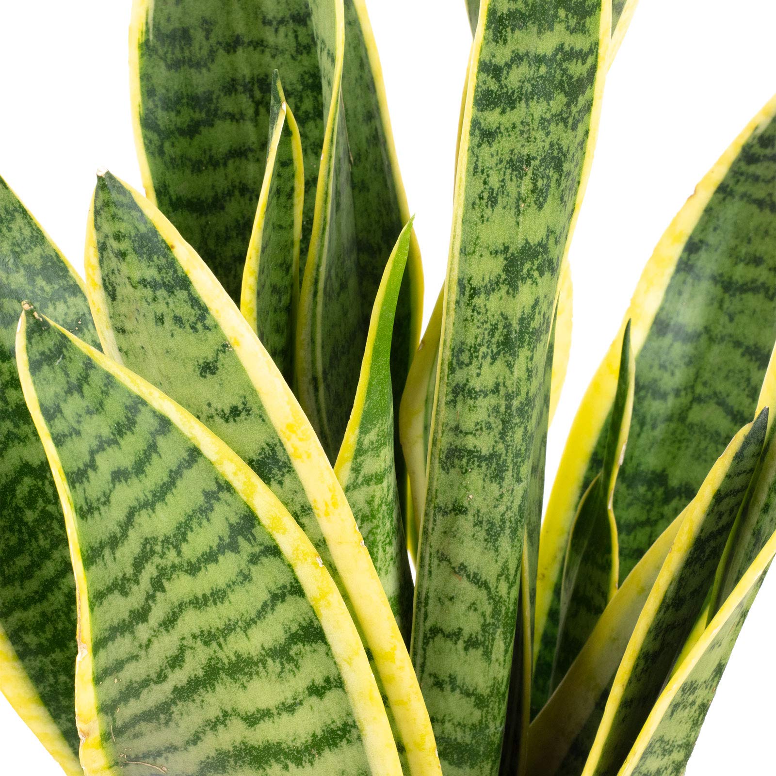 5er-Set Zimmerpflanzen Bergpalme, Dieffenbachie, Drachenbaum, Bogenhanf, Hawaiipalme - Topf-? 12 cm
