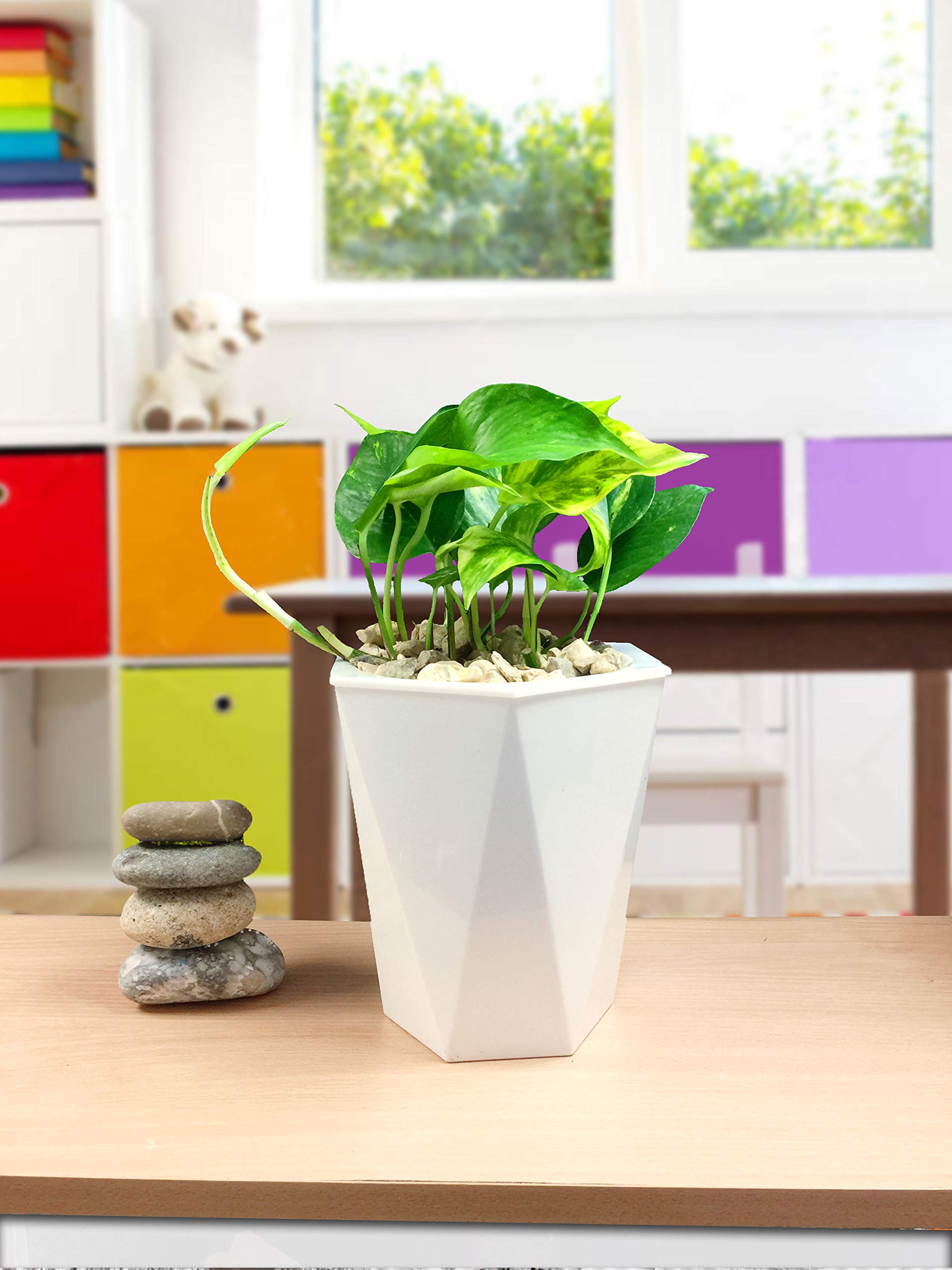 Easy Plants Teufels-Efeu-Hauspflanze in glnzendem, weiem  Rhombus-Bewsserungstopf : Amazon.de: Garten
