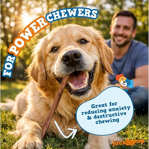 Miniatura 2 de Jack&Pup Bully Sticks de 12 pulgadas para perros (paquete de 3) masticables extra gruesos de larga duración, sin olor, de un solo ingrediente, 100%